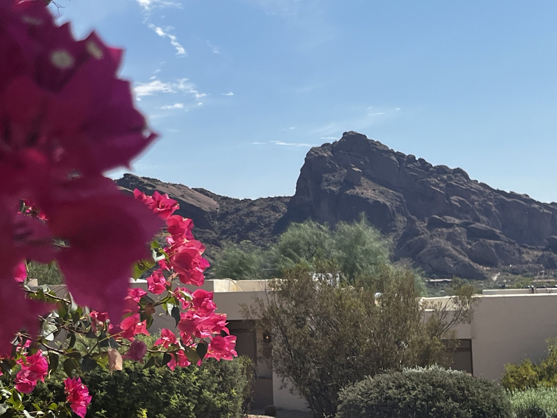 arizona-bougainvillea-mountain - Pearl & Co Pink bougainvillea in front of an Arizona desert mountain
