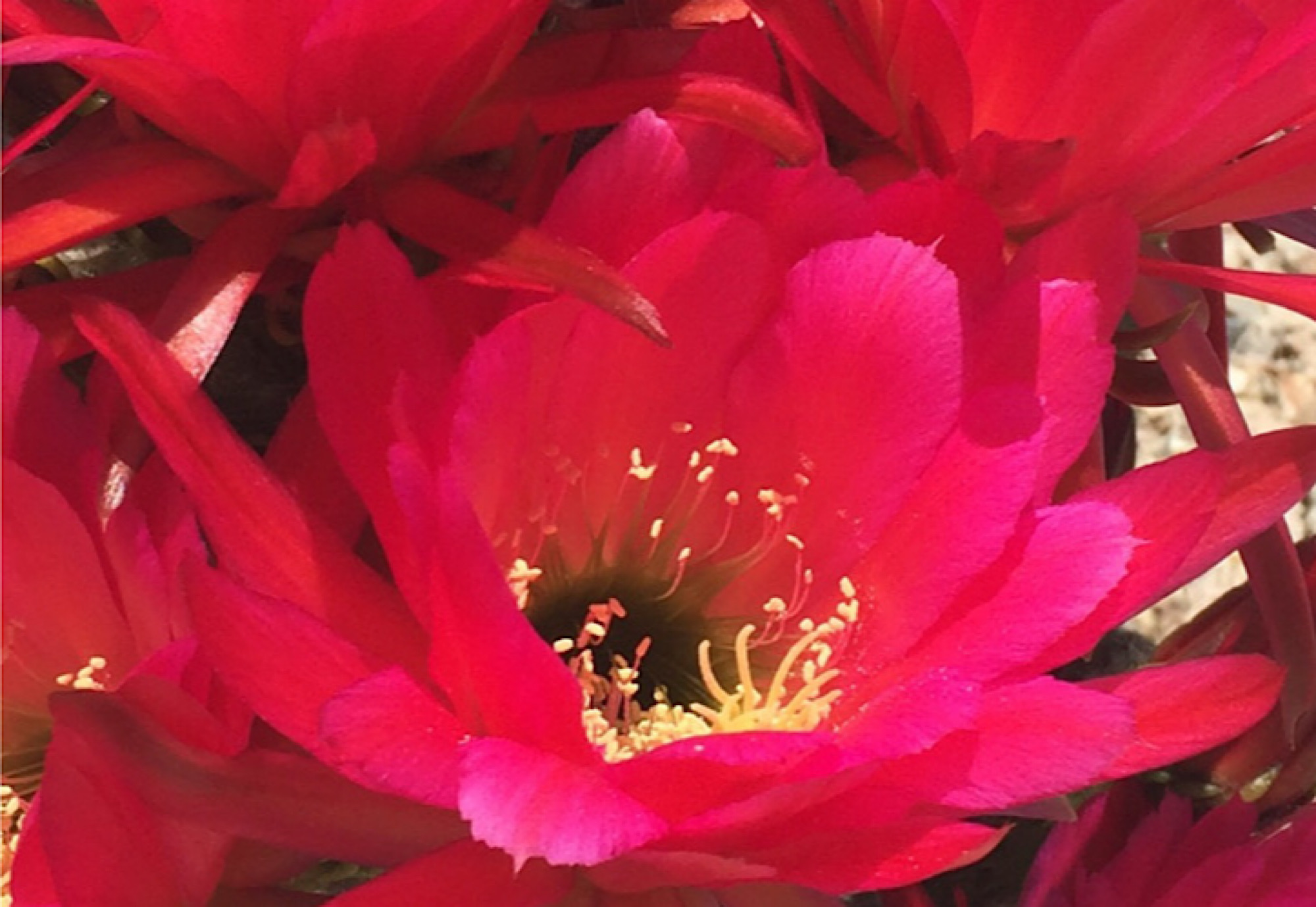 arizona-cactus-flower - Pearl Co Blinds Shades and Shutters Bright red Arizona cactus flower in bloom