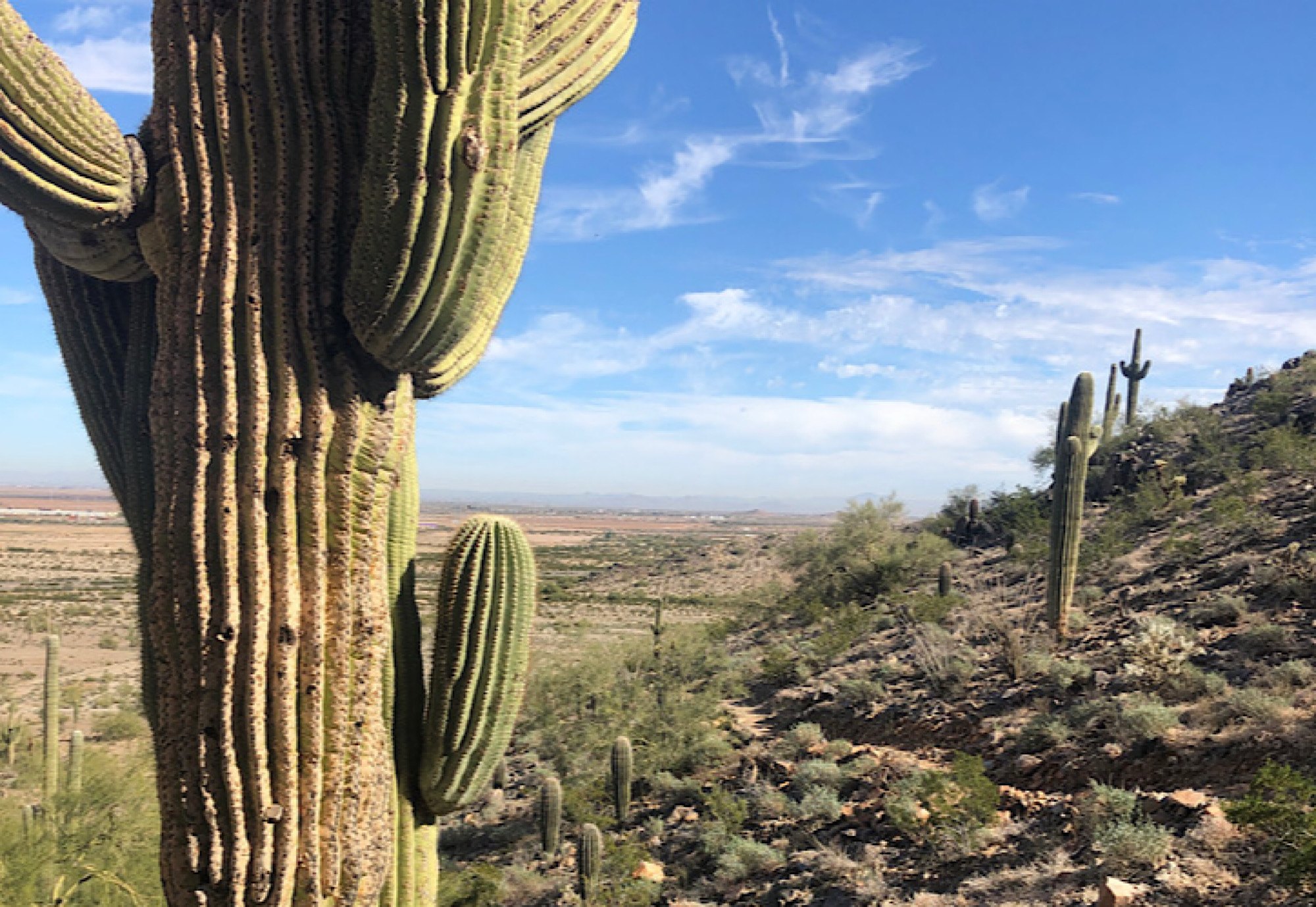 saguaro-cactus-desert-view - Pearl & Co Tall saguaro cactus overlooking the desert valley